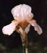 Picture of iris