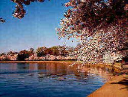 Cherry Blossoms in D.C.