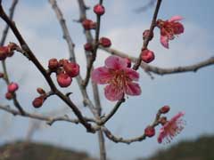 ume